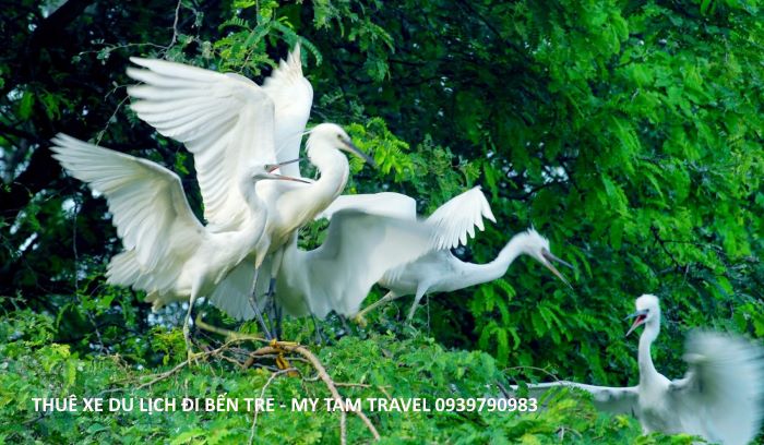 san-chim-ho-tram-ben-tre.jpg (85 KB)